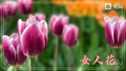 女人花这首歌的寓意 一首女人花的感言