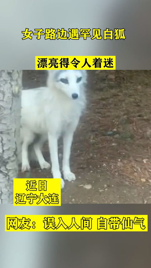 女人被称为白狐的原因 遇到白狐的女人好不好