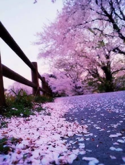 女人花的唯美诗句 女人花一朵的美句