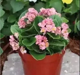 女人突然爱上养花预示什么 突然喜欢养花是什么征兆