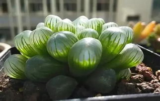 女人的玉露是什么意思 莲花B是什么样的