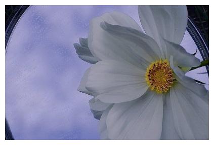 女人花说说短句 女人美得像花一样的句子