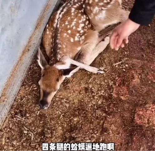 女人的理由3中国字屏幕 女人的理由中国字屏幕南宫影视